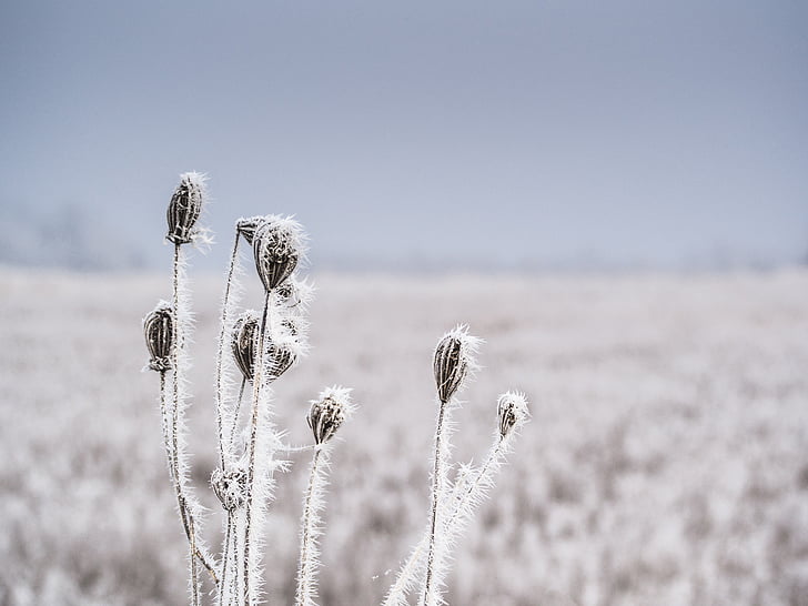 plant, frozen, winter, cold, ice, crystals, needles