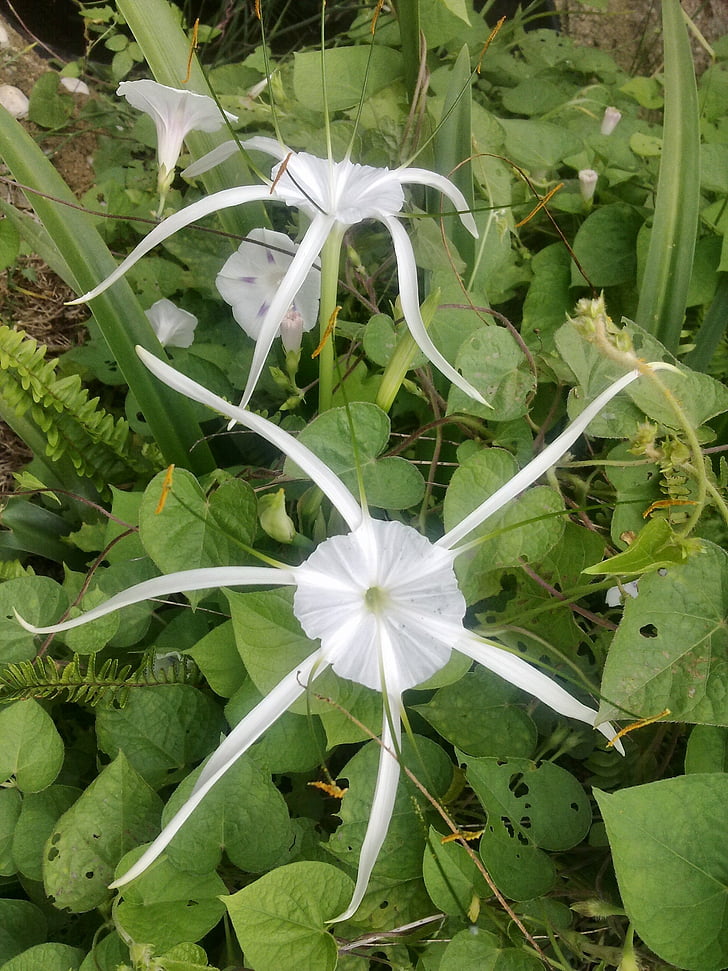 Spider lily, hvit, blomst, natur, planter, hage, anlegget