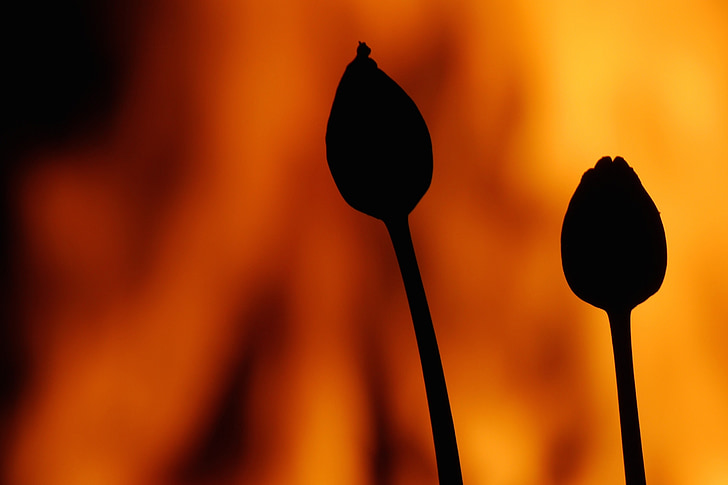 silhouettes, flowers, buds, plant, night, fire, lighting