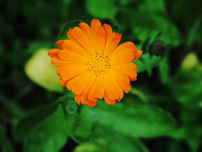 jardí, Calèndula, flor d'estiu, flor, planta, color taronja, pètal