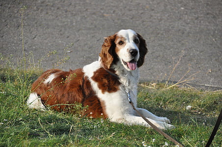 собака, трава, являются, домашнее животное, млекопитающее, Охотничья собака, спрингер-спаниель