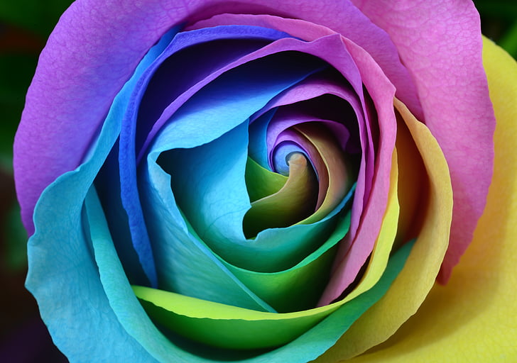 kolorowe, płatki, kwiat, roślina, Płatek, Róża-, kwiat