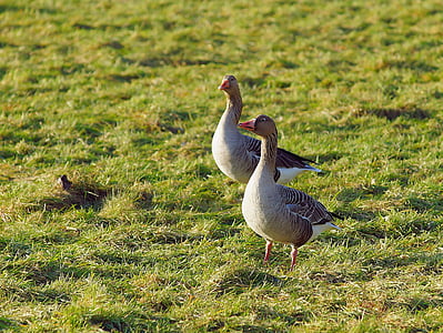 geese, meadow, pomeranian geese, brown, bird, animal, poultry