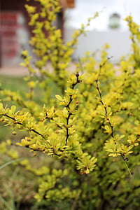 arbusto, Plantones de frambueso, amarillo, Bush