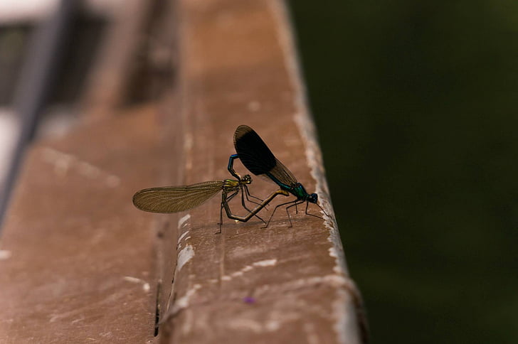 dragonfly, pairing, nature, couple, animals, nature conservation, pair