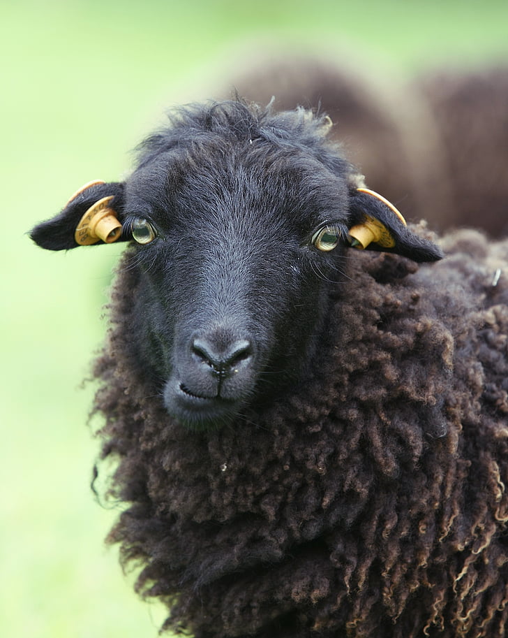 ovce, Ouessant, herzele, vuna, životinja, stoke, farma