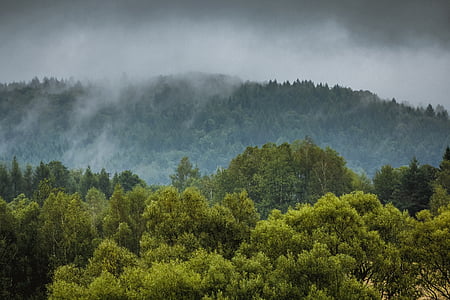 mgła, para, deszcz, lasu, drzewo, liści, liść