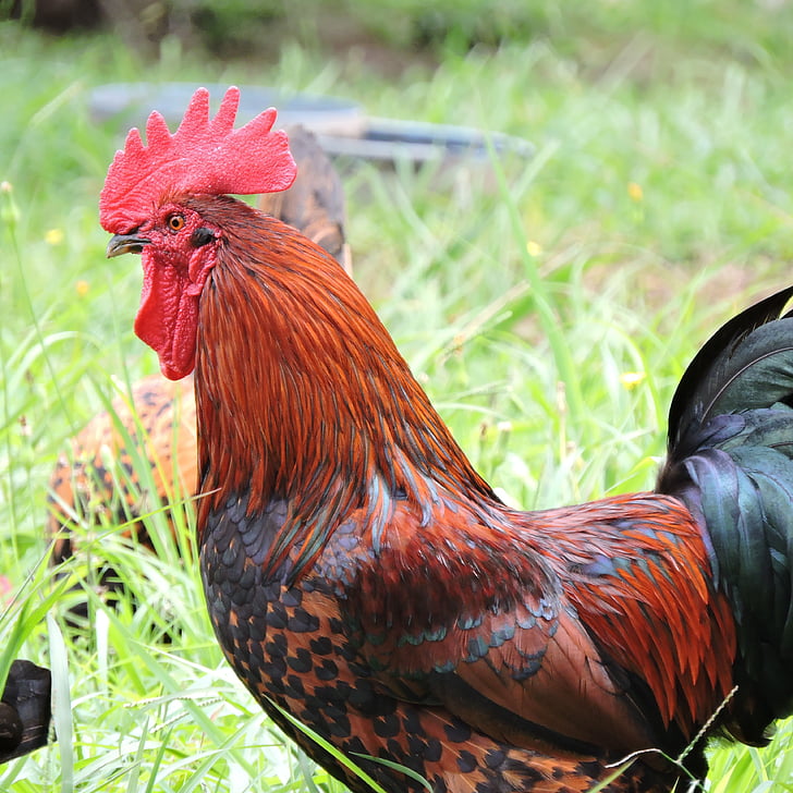 rooster, farm, barnyard, rural, chicken, poultry, bird