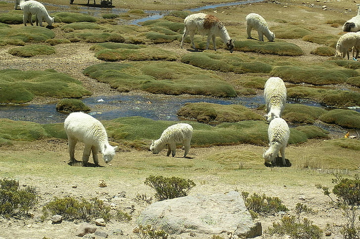 Lama, Vicuña, dyr, Andes, Sør-Amerika, Peru