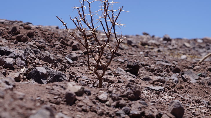 dry, landscape, dry tree