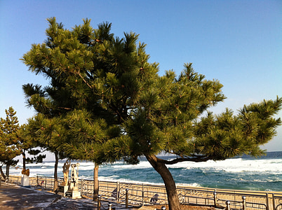 Pine, trä, havet