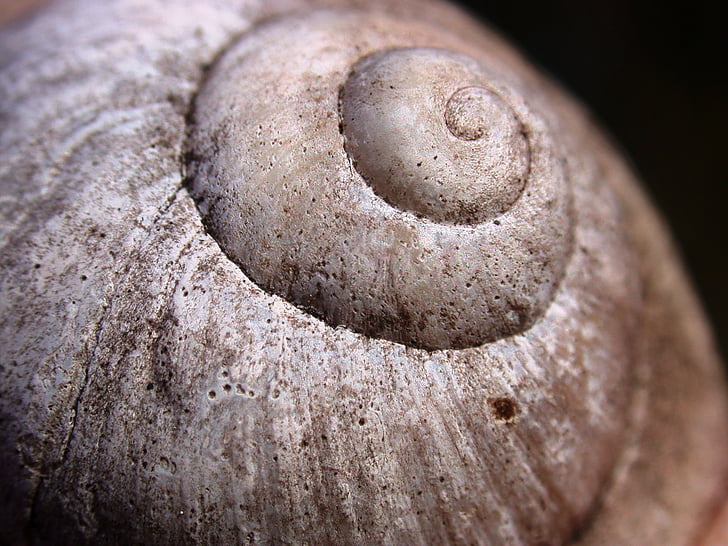 snail, conch, nature, snail shell, mollusk, limestone, close-up