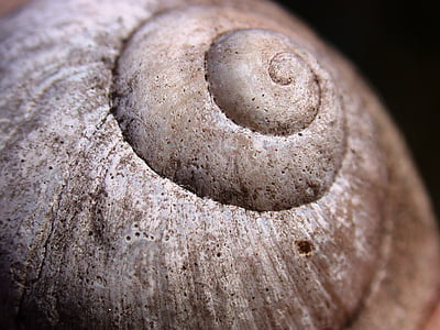 caracol, Conch, natureza, concha de caracol, molusco, pedra calcária, close-up