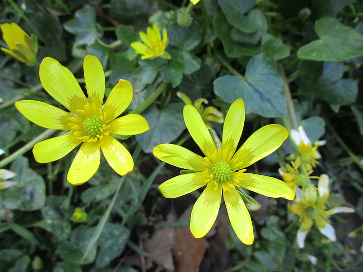 Daisy, Unkraut, Blume, Wild, Natur, gelb, wilde Blumen
