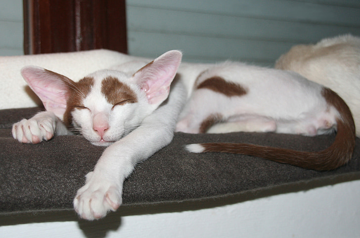 cat, sleep, dreams, rest, kitten, oriental shorthair, fur
