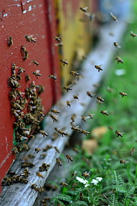 abejas, colmena, vuelo, madera