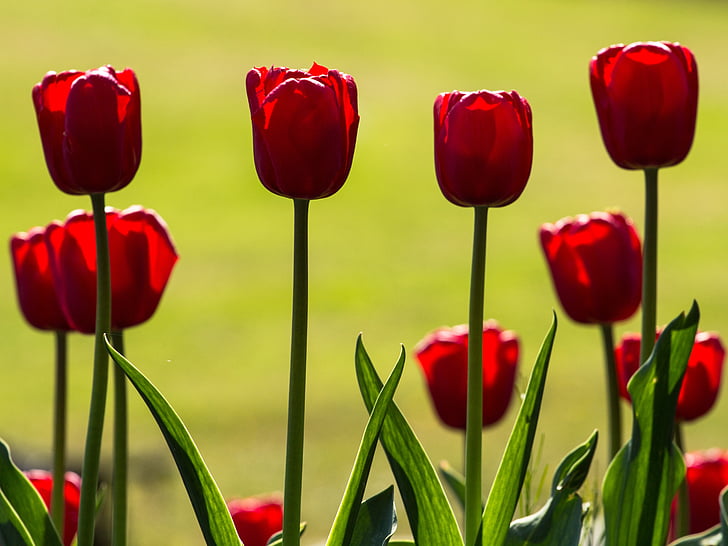 tulipanes, primavera, luz, colorido, rojo, macro, Tulip