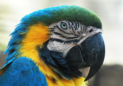blue macaw, head, face, beak, eye, colorful, exotic
