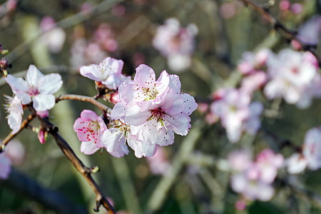 Kaitseagentuuriga, Prunus persica, Fiori di Kaitseagentuuriga, lilled, kalliskivid, valge, Rosa