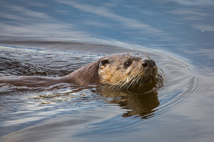 Річка otter, Мустела, дикої природи, Природа, хутро, води, дикі