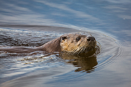 river otter, weasel, wildlife, nature, fur, water, wild