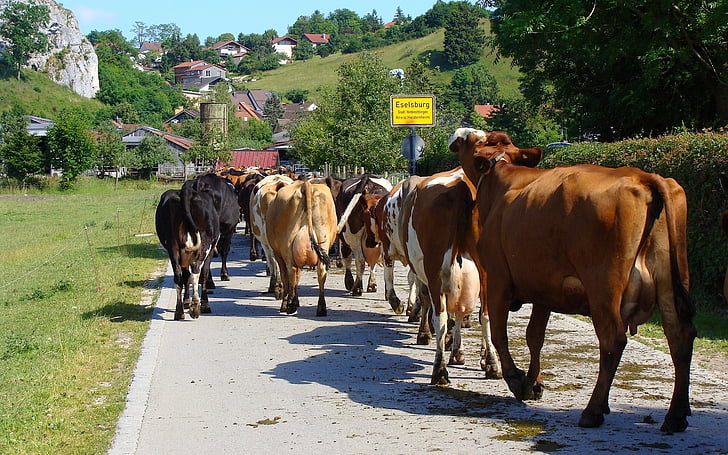Kuh-Herde, Eselsburger, Eselsburger Tal, Almabtrieb