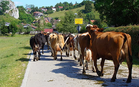 tehén-állomány, eselsburg, eselsburg völgy, szarvasmarha-meghajtó