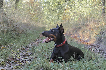 Doberman, Bulldog, anjing, hewan peliharaan, bidang, padang rumput, musim gugur