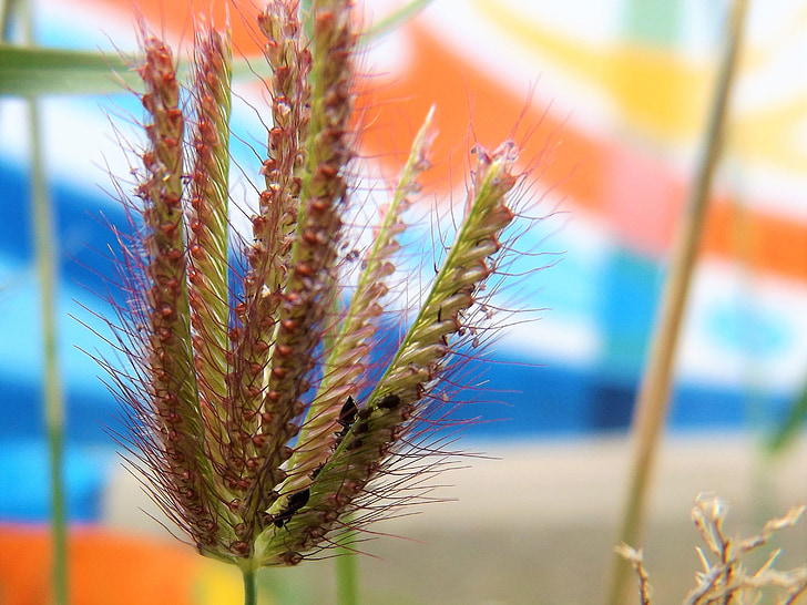 Kochen, Wand, der, Farben