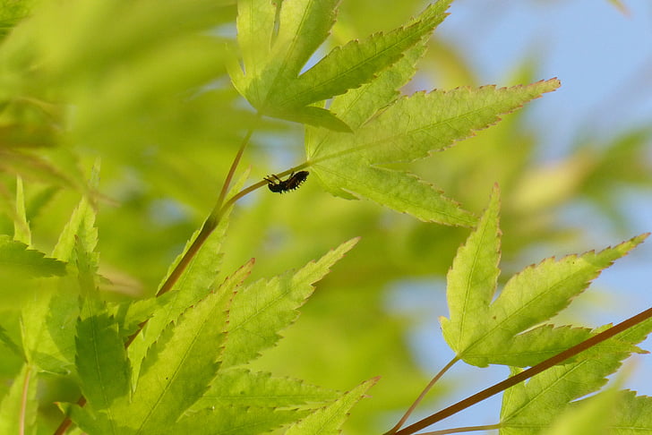 Maples, raikkaan vihreä, kevään, vihreä, puu, vaahtera, hyönteinen