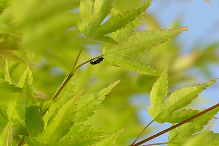 maples, fresh green, spring, green, wood, maple, insect