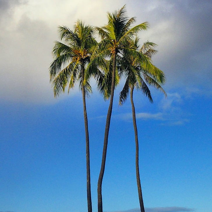 palm trees, palm, nature, island, sky, paradise, tropical
