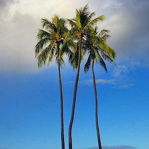 Пальмовые деревья, Пальма, Природа, Остров, небо, Рай, тропический