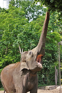 Słoń, jeść, ogród zoologiczny