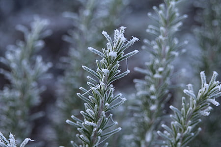 hương thảo, Frost, chín, mùa đông, sương muối, lạnh, đông lạnh