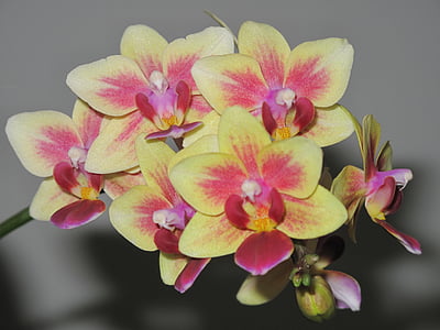 orkidéer, blommor, blommande, Anläggningen, exotiska, Phalaenopsis, blomma