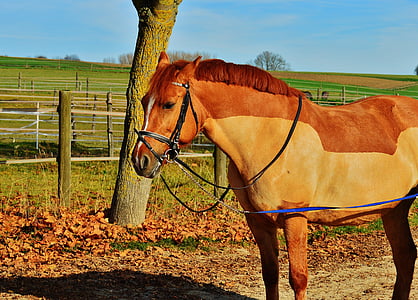 马, 动物, 骑, reiterhof, 棕色, 耦合, 草甸