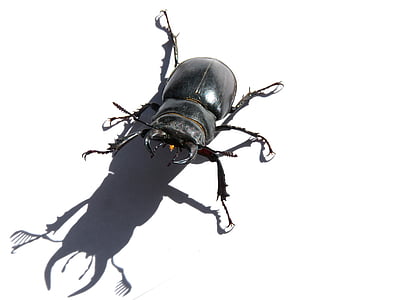 Scarabeo, Lucanus cervus, Scarabeo di maschio, escanyapolls, ombra, minaccia, Coleoptera