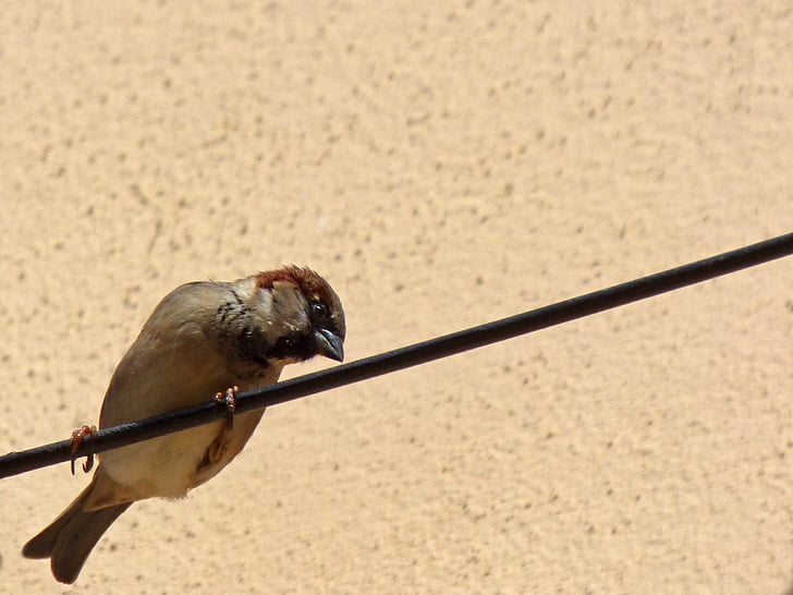 cable sparrow, lookout, bird, one animal, animal wildlife, animal themes, animals in the wild