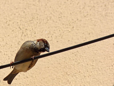kabel sparrow, Rozhledna, pták, jedno zvíře, zvířecí přírody, zvířecí motivy, zvířata v přírodě