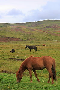 paarden, heuvels, IJsland, IJslandse paarden, paard, natuur, dier