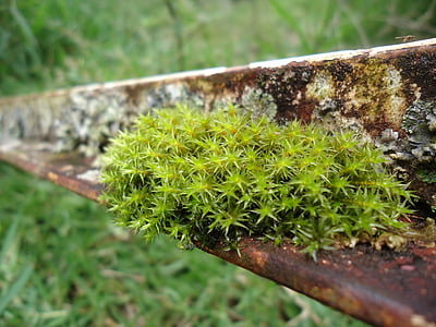 naturen, grön, Moss
