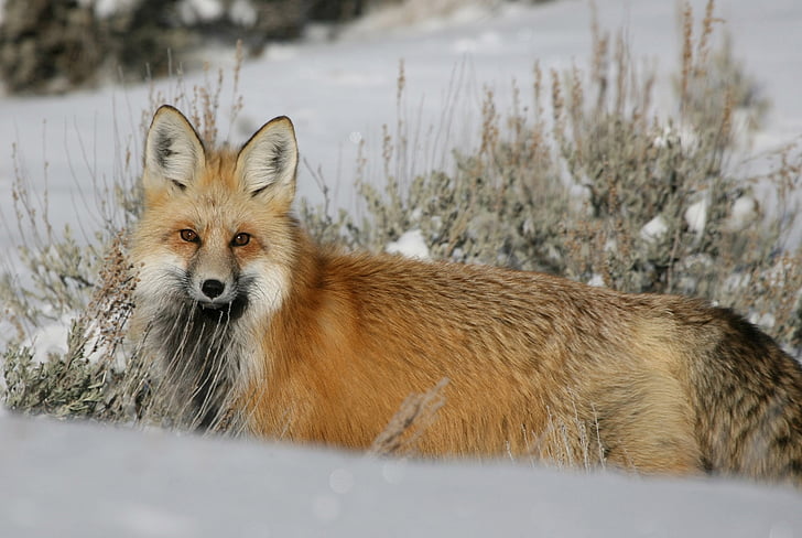 Red fox, vida selvagem, natureza, caça, neve, predador, Vulpes vulpes