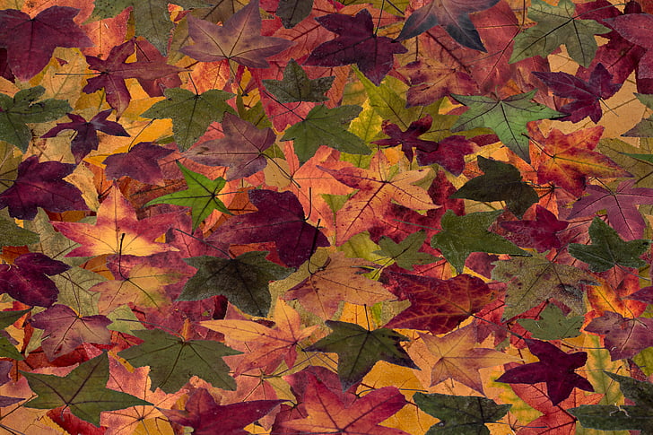 pozostawia, liście drzewa, jesień, drzewo liść, jesienią liście, sucha, nastrój