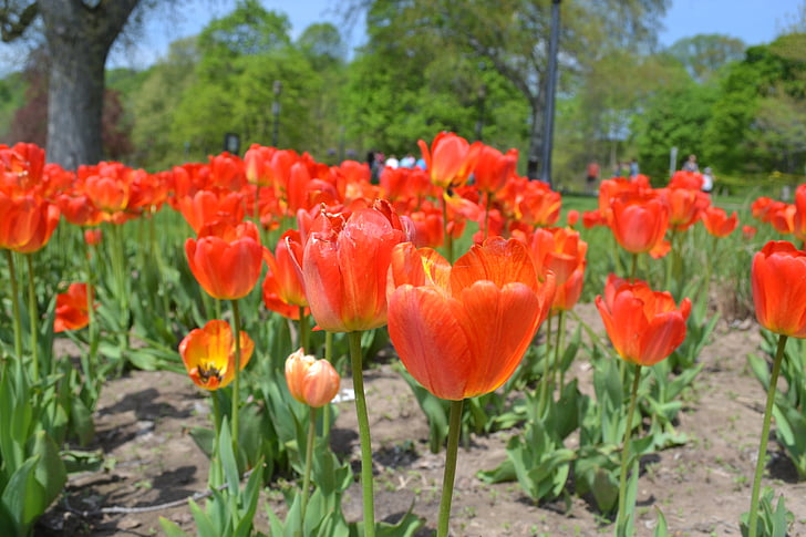 cvetje, tulipani, cvetlični, narave, pomlad, oranžna