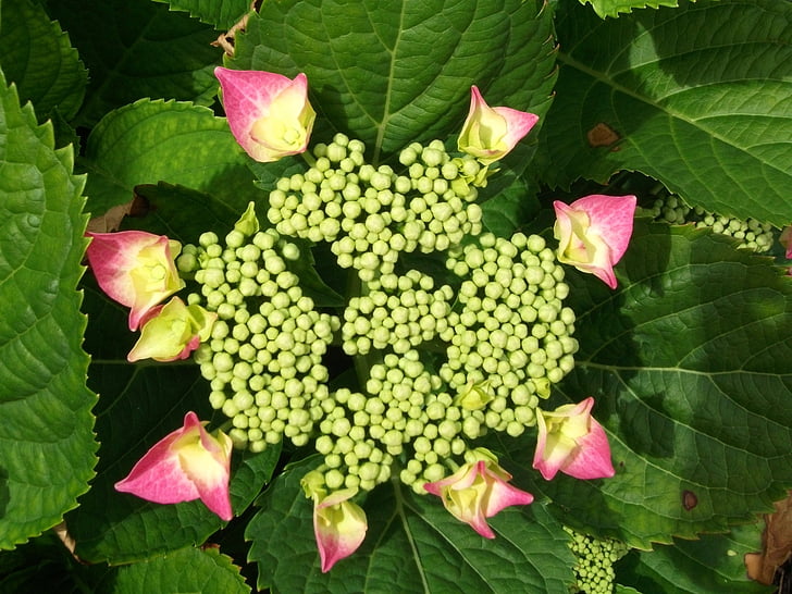 květ, závod, Příroda, květ, Bloom