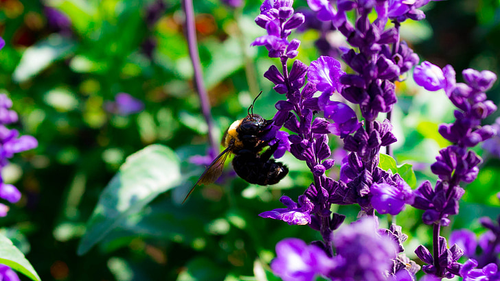 kumanbachi, insect, fruit flower park, bee, flowers, factory, spring