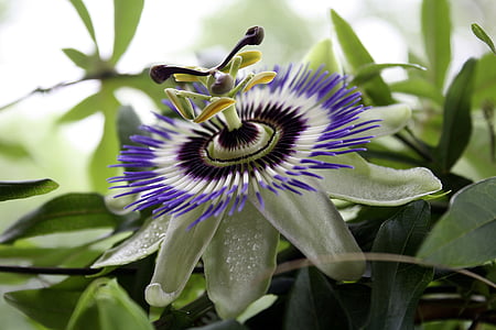 Passiflora, Passion flower, kaislību vīnogulājiem, Violeta, daba, puķe, Flora