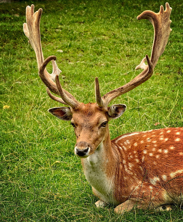 deer, lying, green, grass, forest, nature, Antler
