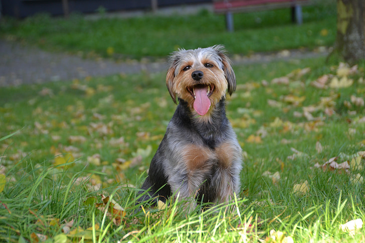 anjing, Mongrel dachshund yorkshire, hewan, hewan peliharaan, padang rumput, lidah, Manis